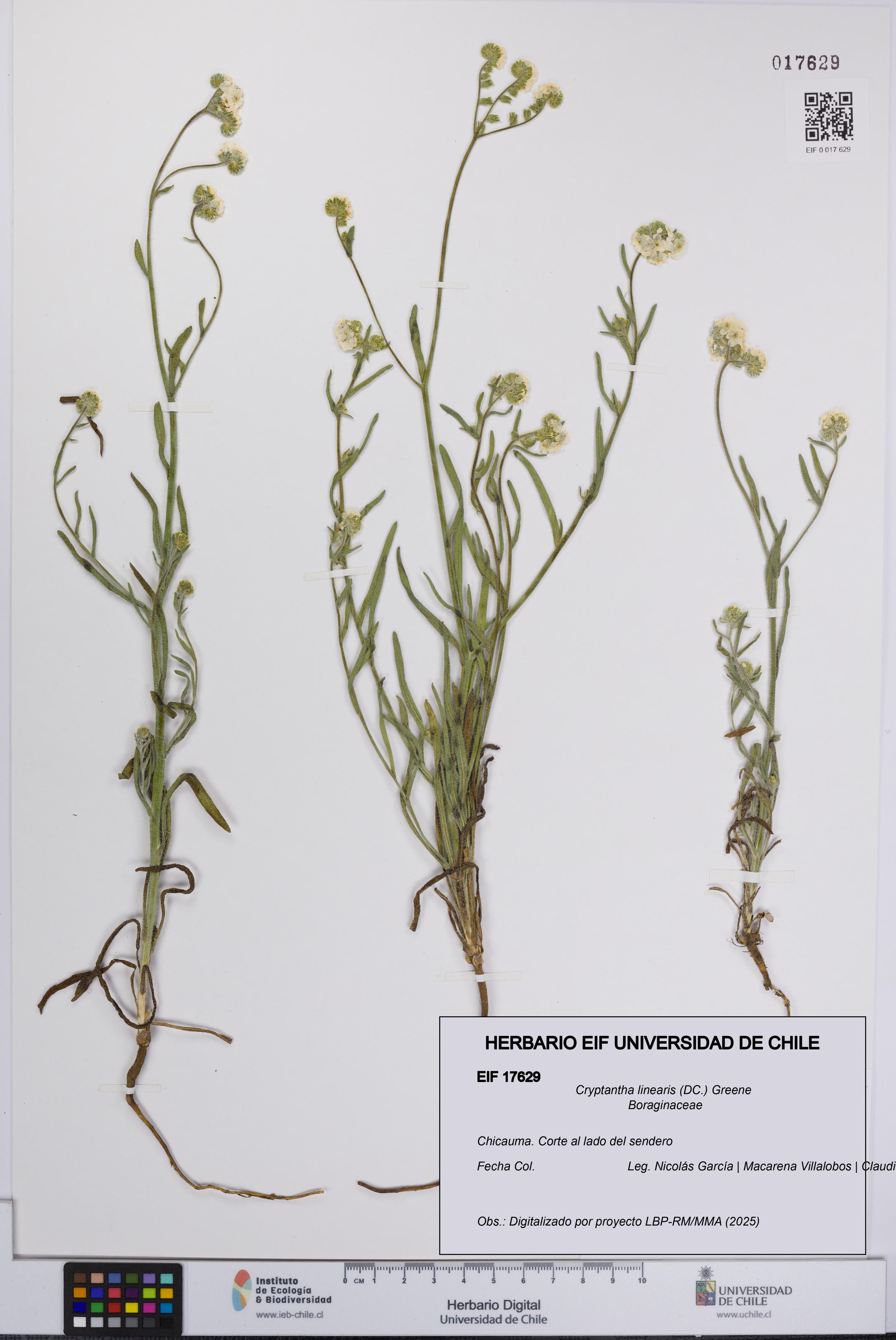 Cryptantha linearis [Espécimen: UCH:EIF:0017629]