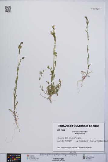 Gilia valdiviensis [Espécimen: UCH:EIF:0017630]