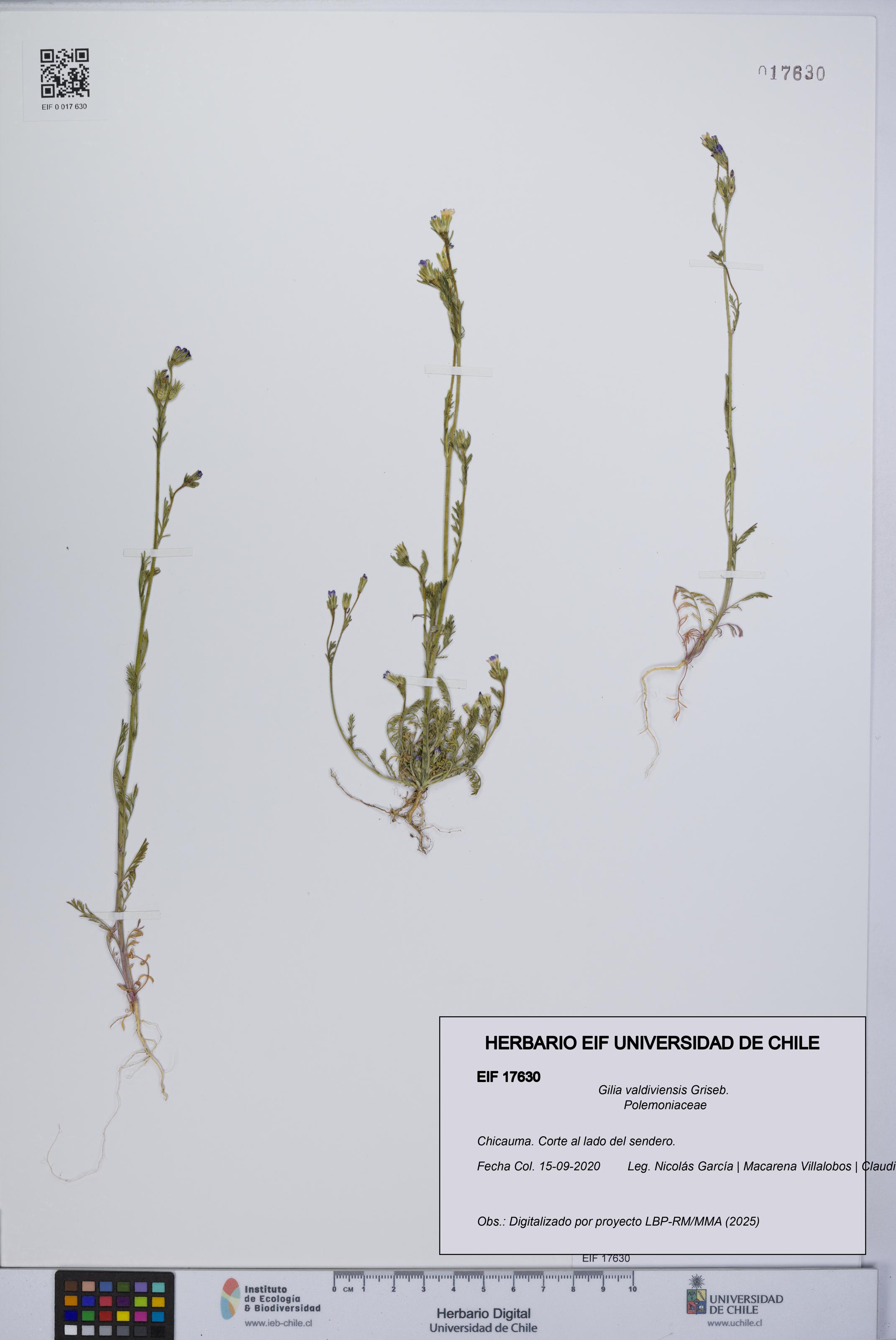 Gilia valdiviensis [Espécimen: UCH:EIF:0017630]