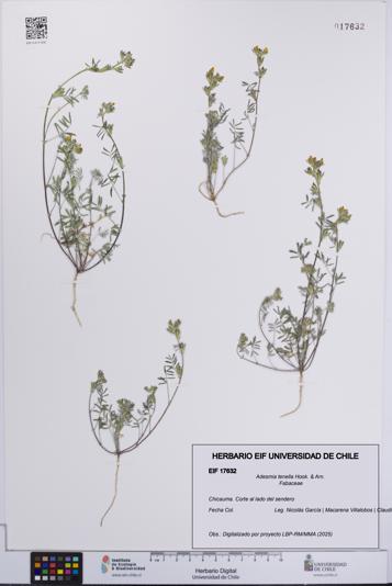 Adesmia tenella [Espécimen: UCH:EIF:0017632]