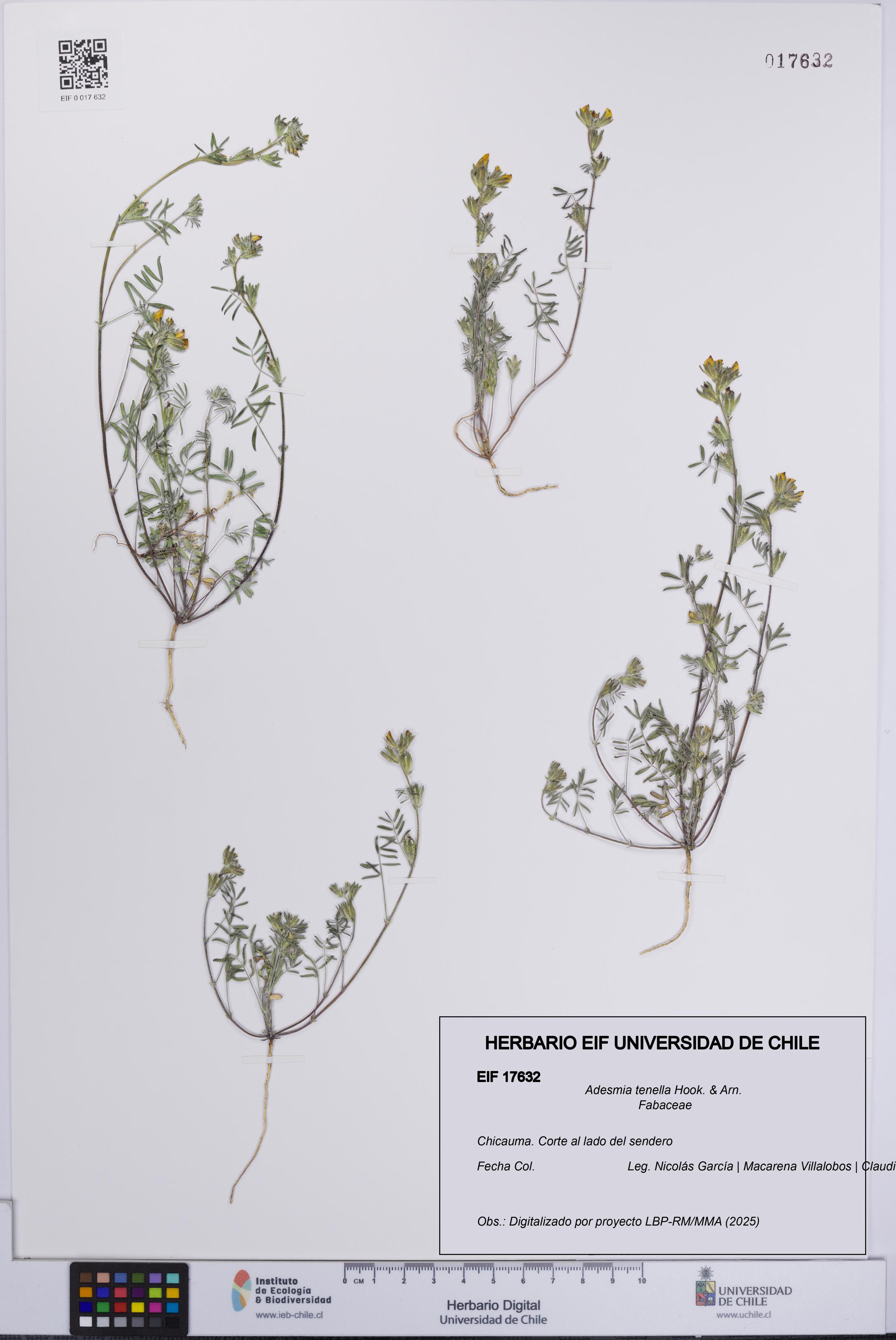 Adesmia tenella [Espécimen: UCH:EIF:0017632]