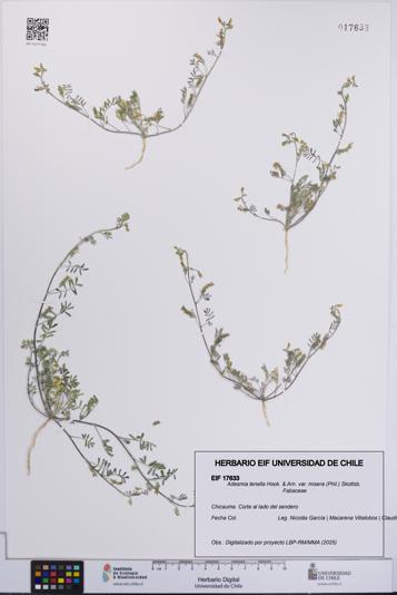 Adesmia tenella var. misera [Espécimen: UCH:EIF:0017633]