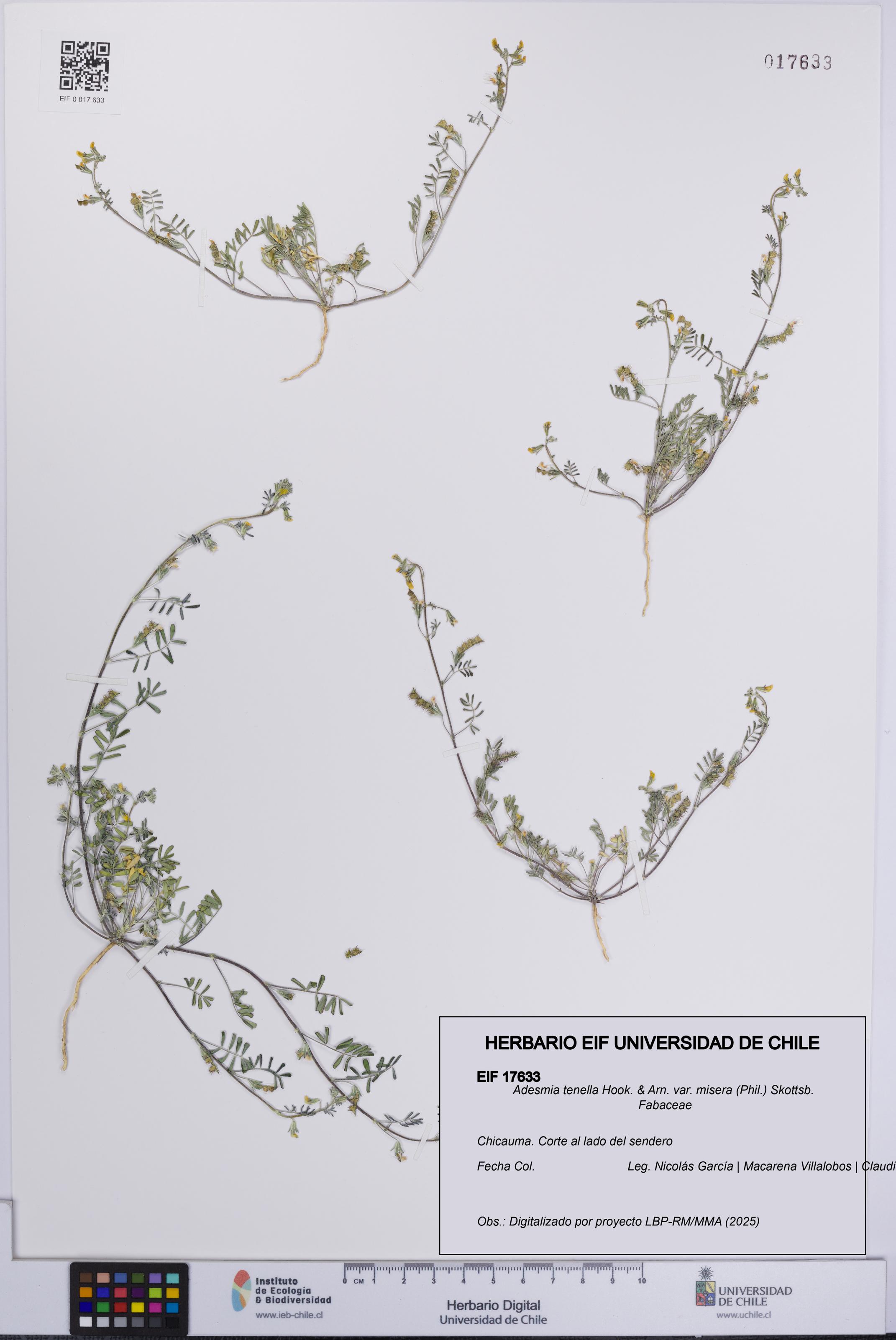 Adesmia tenella var. misera [Espécimen: UCH:EIF:0017633]