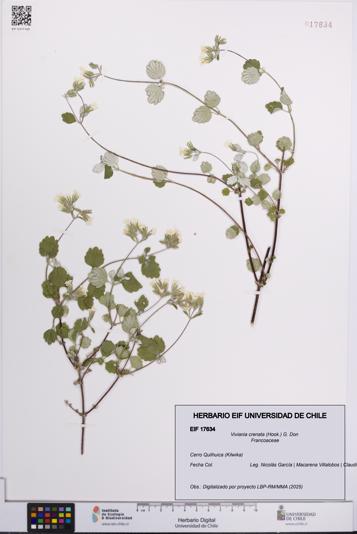 Viviania crenata [Espécimen: UCH:EIF:0017634]