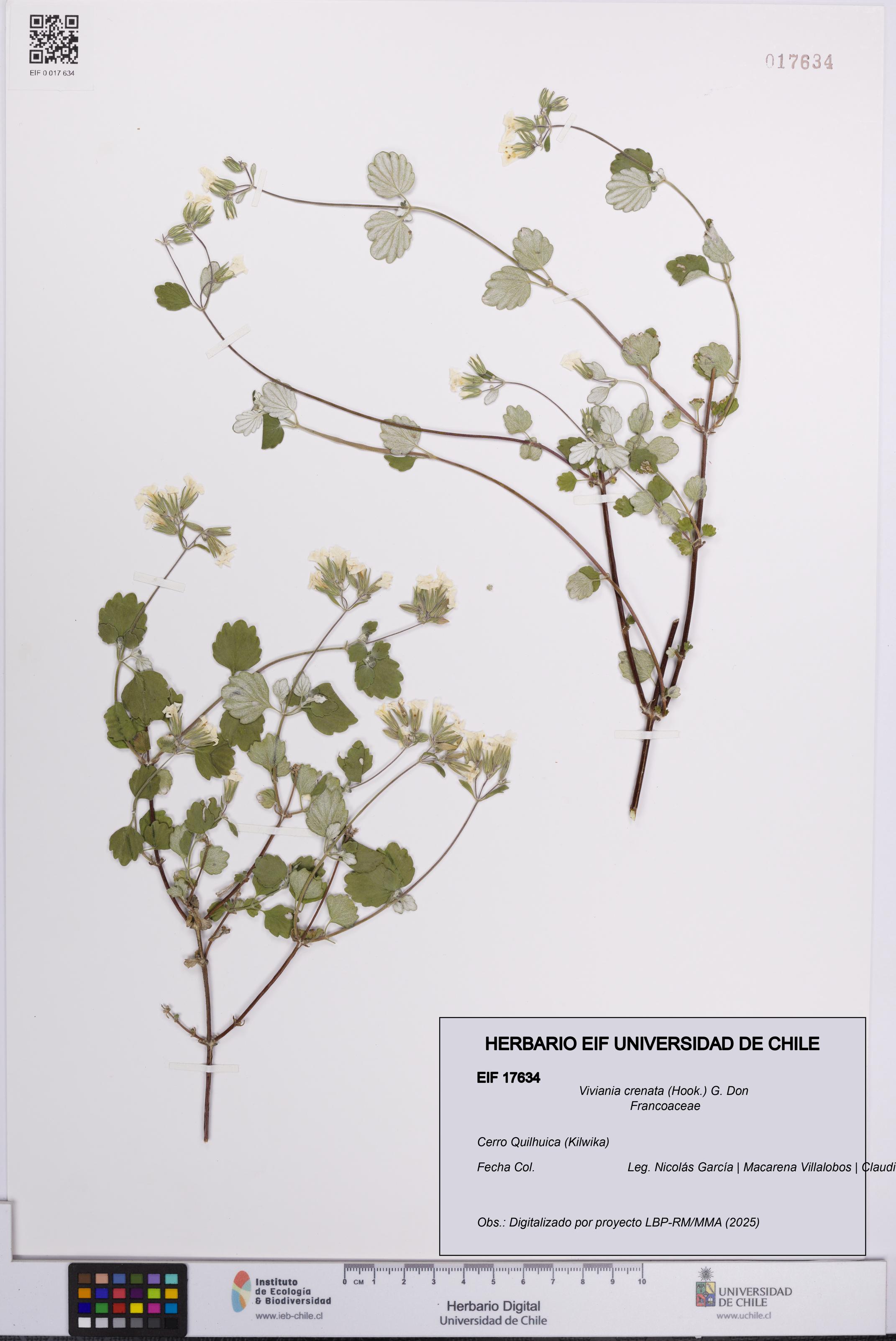 Viviania crenata [Espécimen: UCH:EIF:0017634]