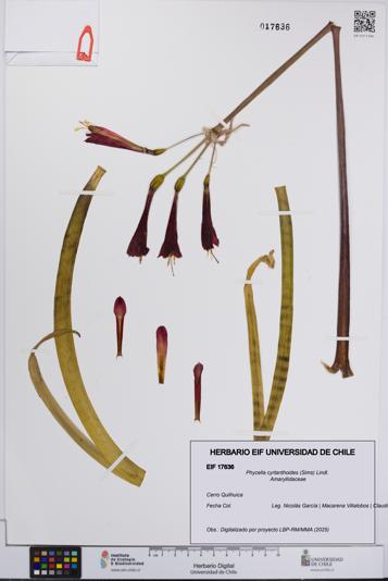 Phycella cyrtanthoides [Espécimen: UCH:EIF:0017636]