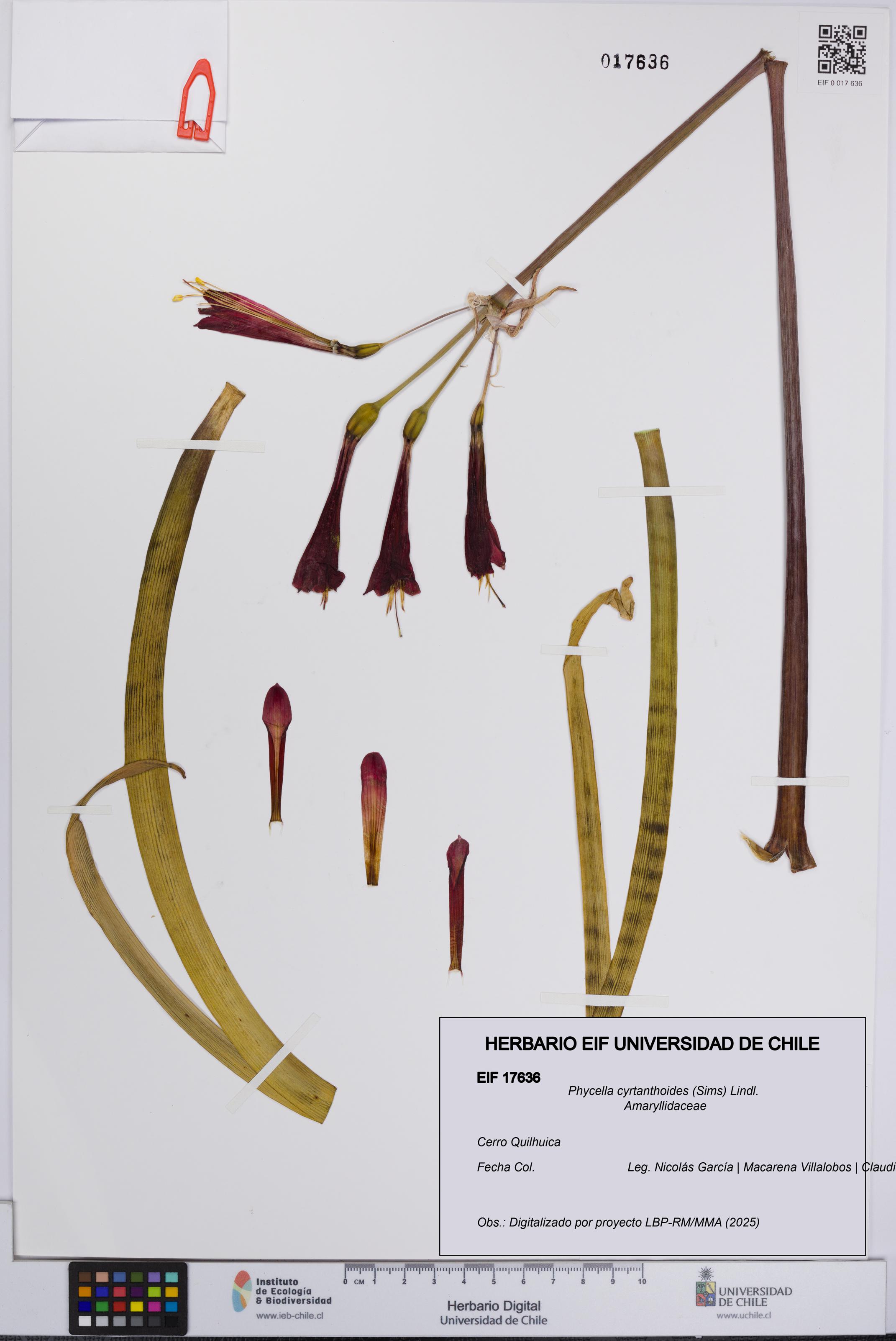 Phycella cyrtanthoides [Espécimen: UCH:EIF:0017636]