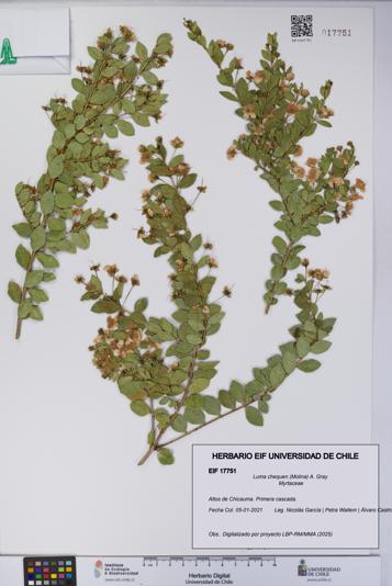 Luma chequen [Espécimen: UCH:EIF:0017751]