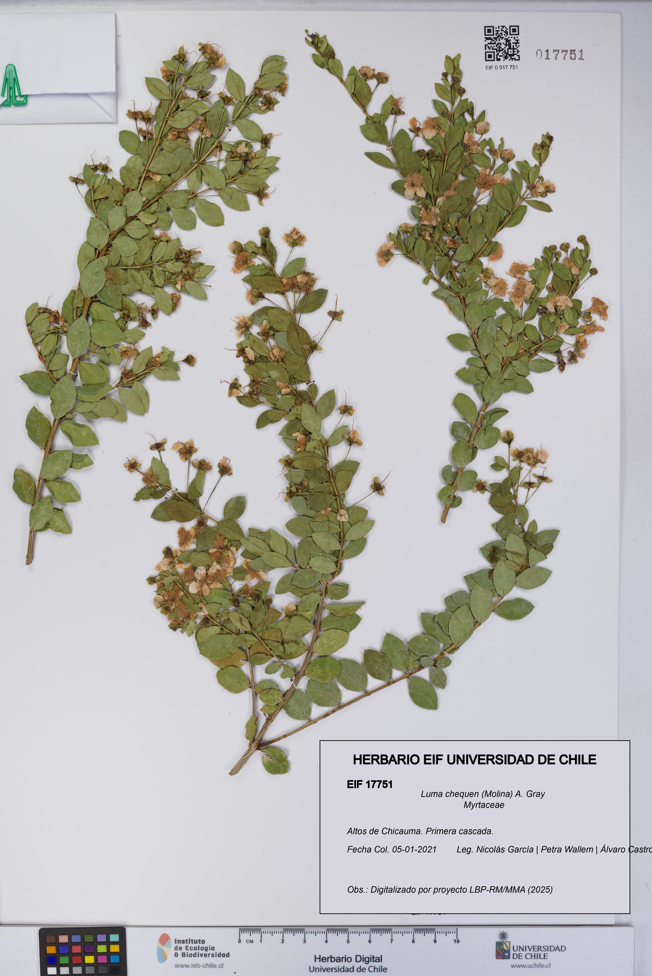 Luma chequen [Espécimen: UCH:EIF:0017751]