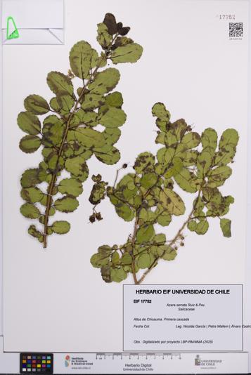 Azara serrata [Espécimen: UCH:EIF:0017752]