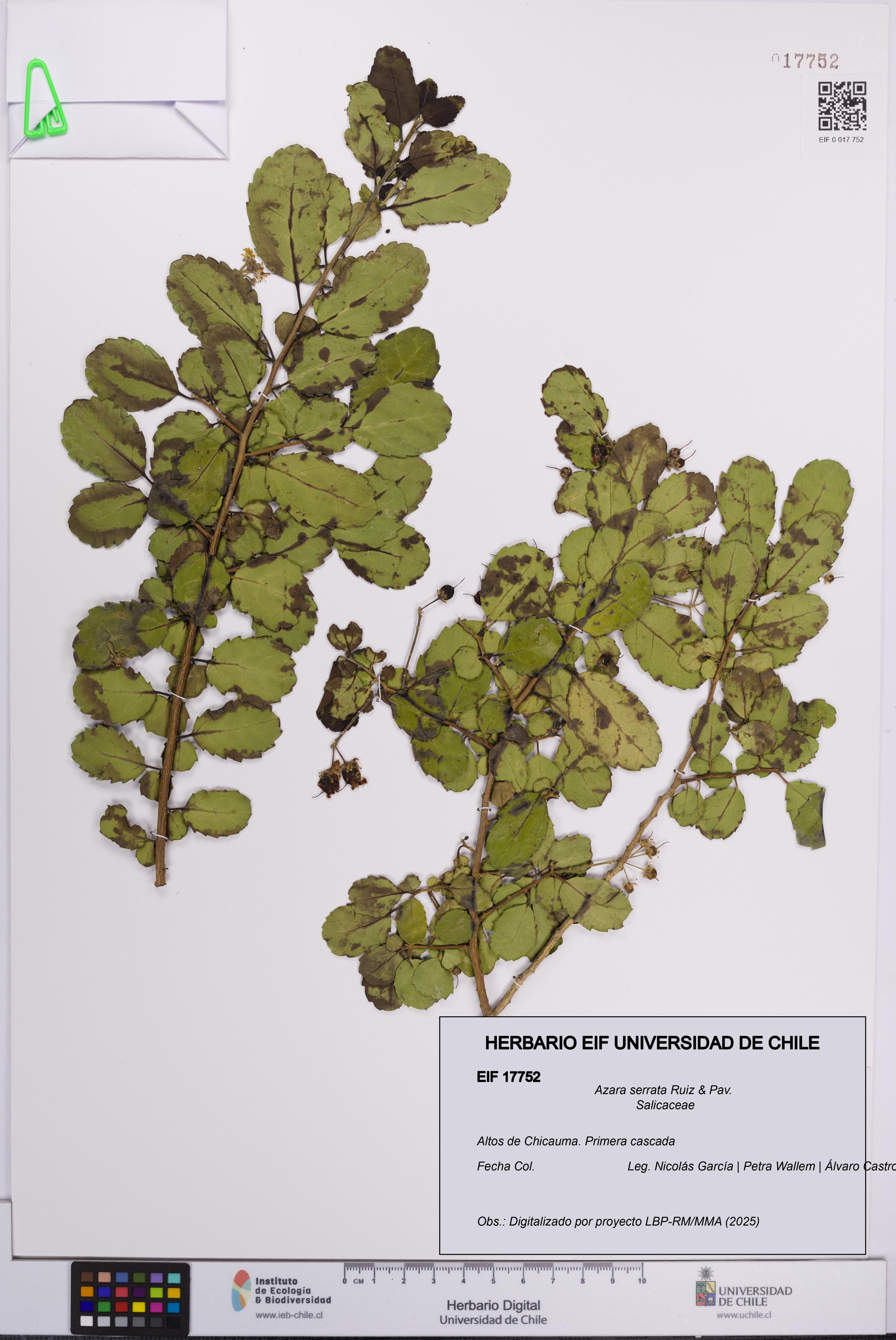 Azara serrata [Espécimen: UCH:EIF:0017752]