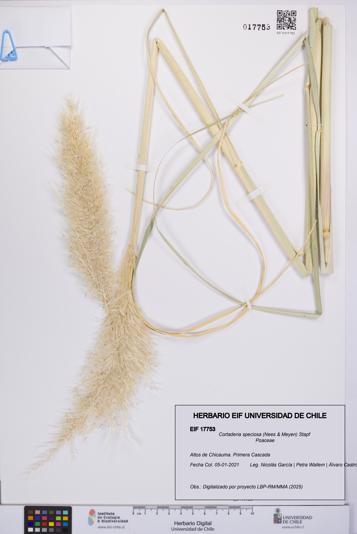 Cortaderia speciosa [Espécimen: UCH:EIF:0017753]