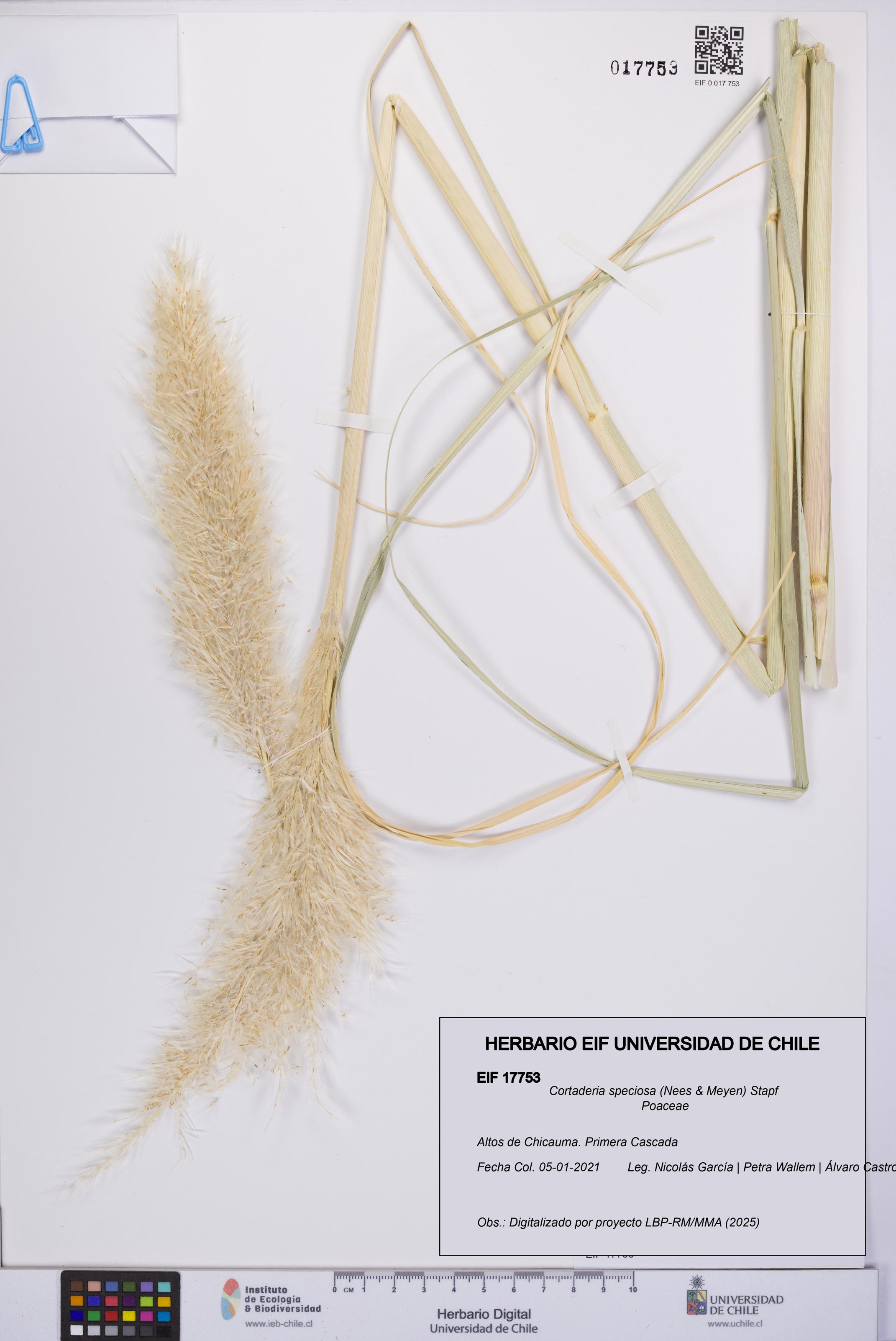 Cortaderia speciosa [Espécimen: UCH:EIF:0017753]