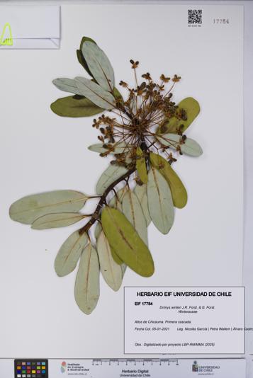 Drimys winteri [Espécimen: UCH:EIF:0017754]