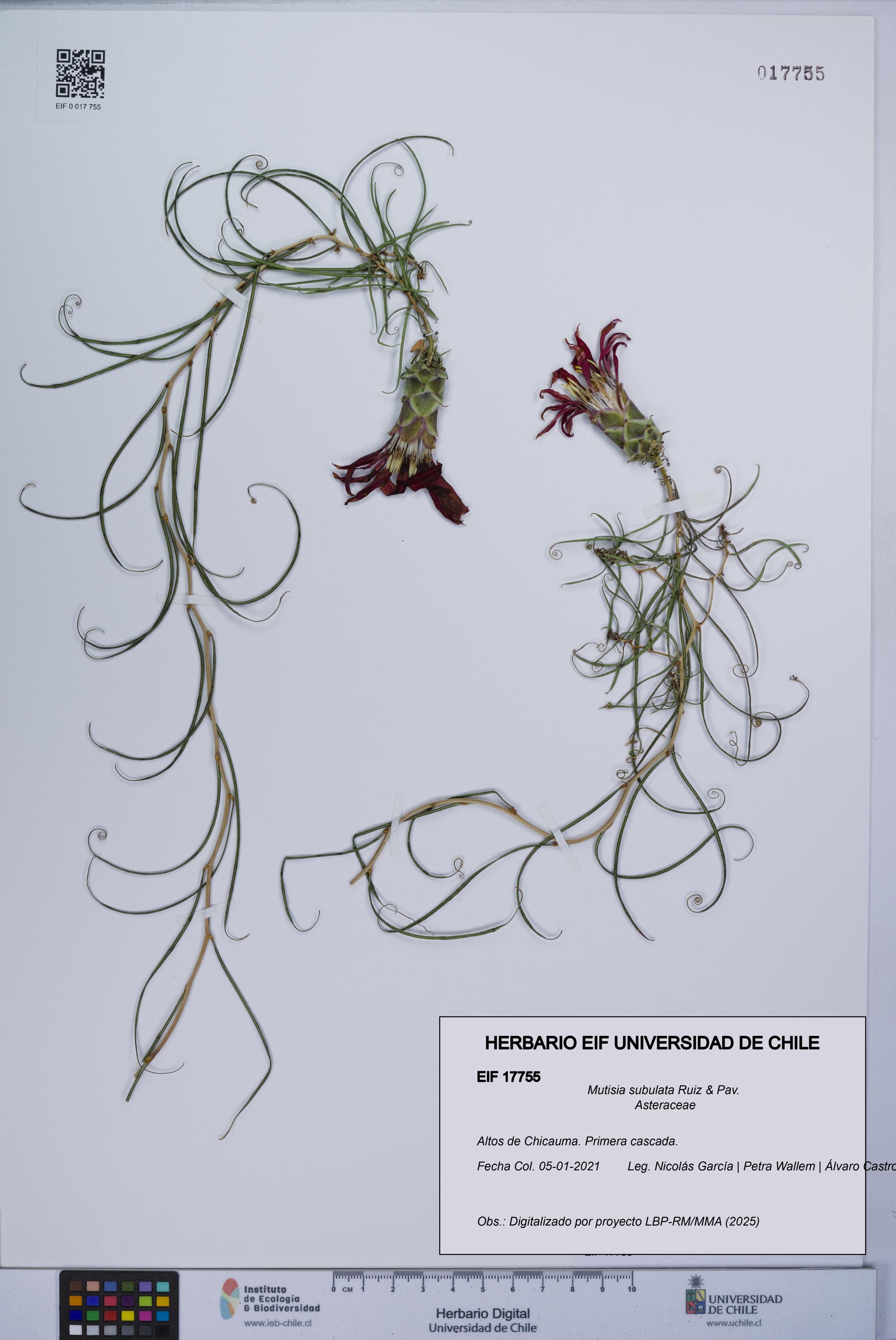 Mutisia subulata [Espécimen: UCH:EIF:0017755]