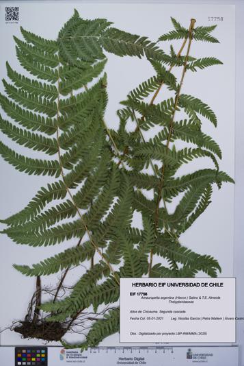 Amauropelta argentina [Espécimen: UCH:EIF:0017756]