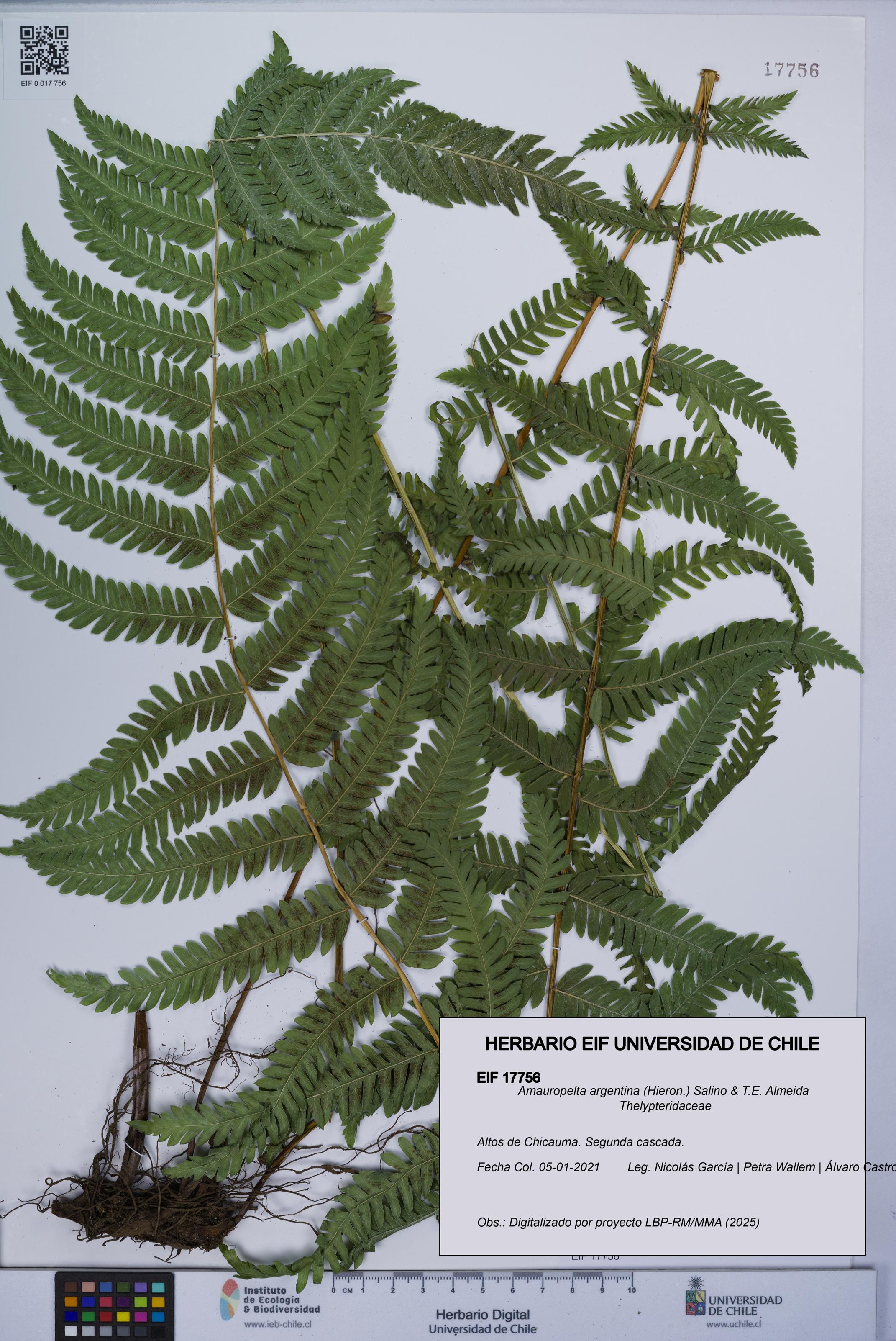 Amauropelta argentina [Espécimen: UCH:EIF:0017756]