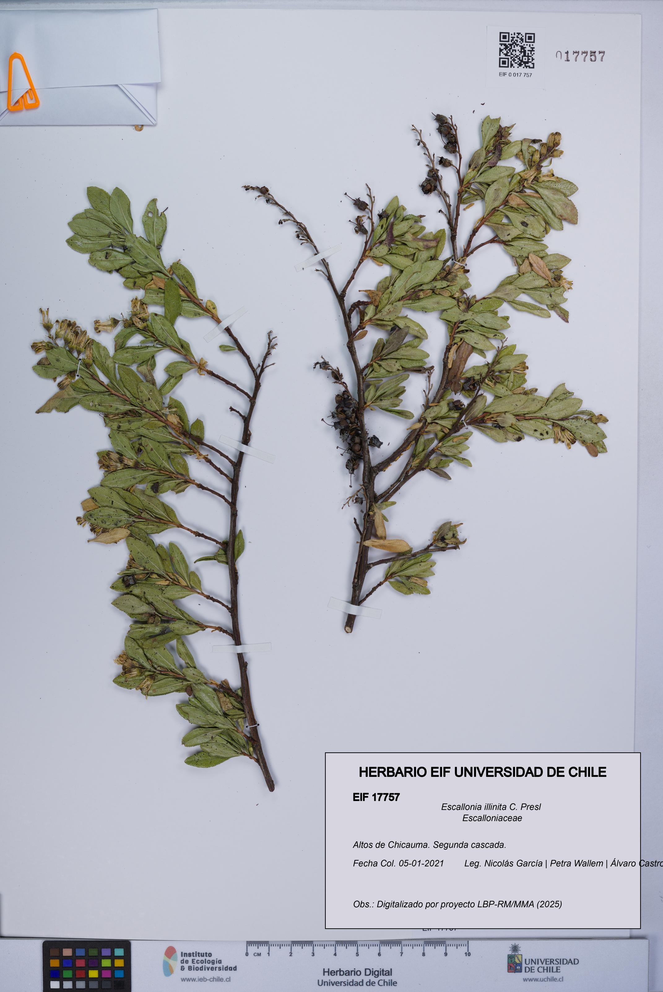 Escallonia illinita [Espécimen: UCH:EIF:0017757]