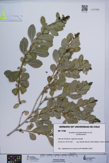 Escallonia myrtoidea [Espécimen: UCH:EIF:0017758]