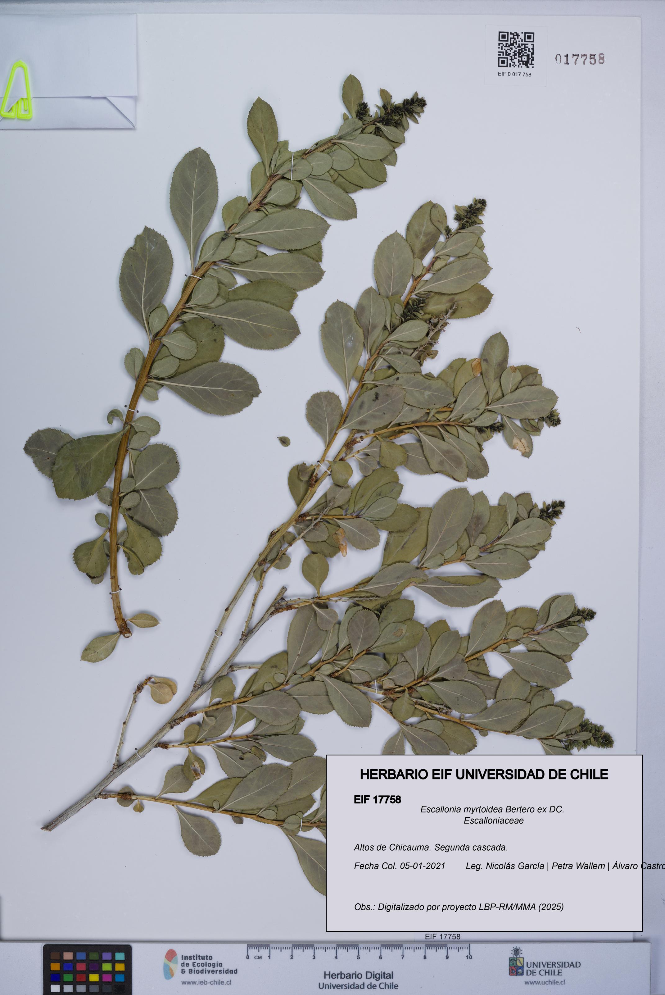 Escallonia myrtoidea [Espécimen: UCH:EIF:0017758]