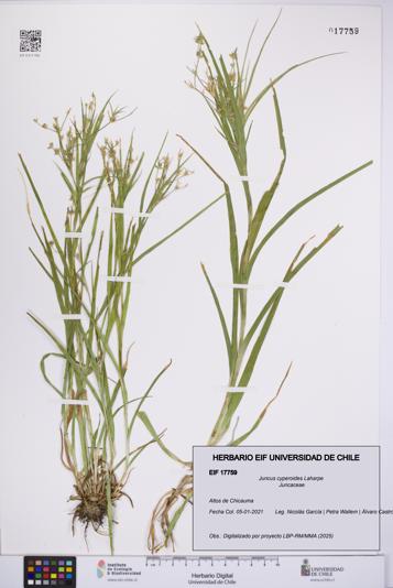 Juncus cyperoides [Espécimen: UCH:EIF:0017759]