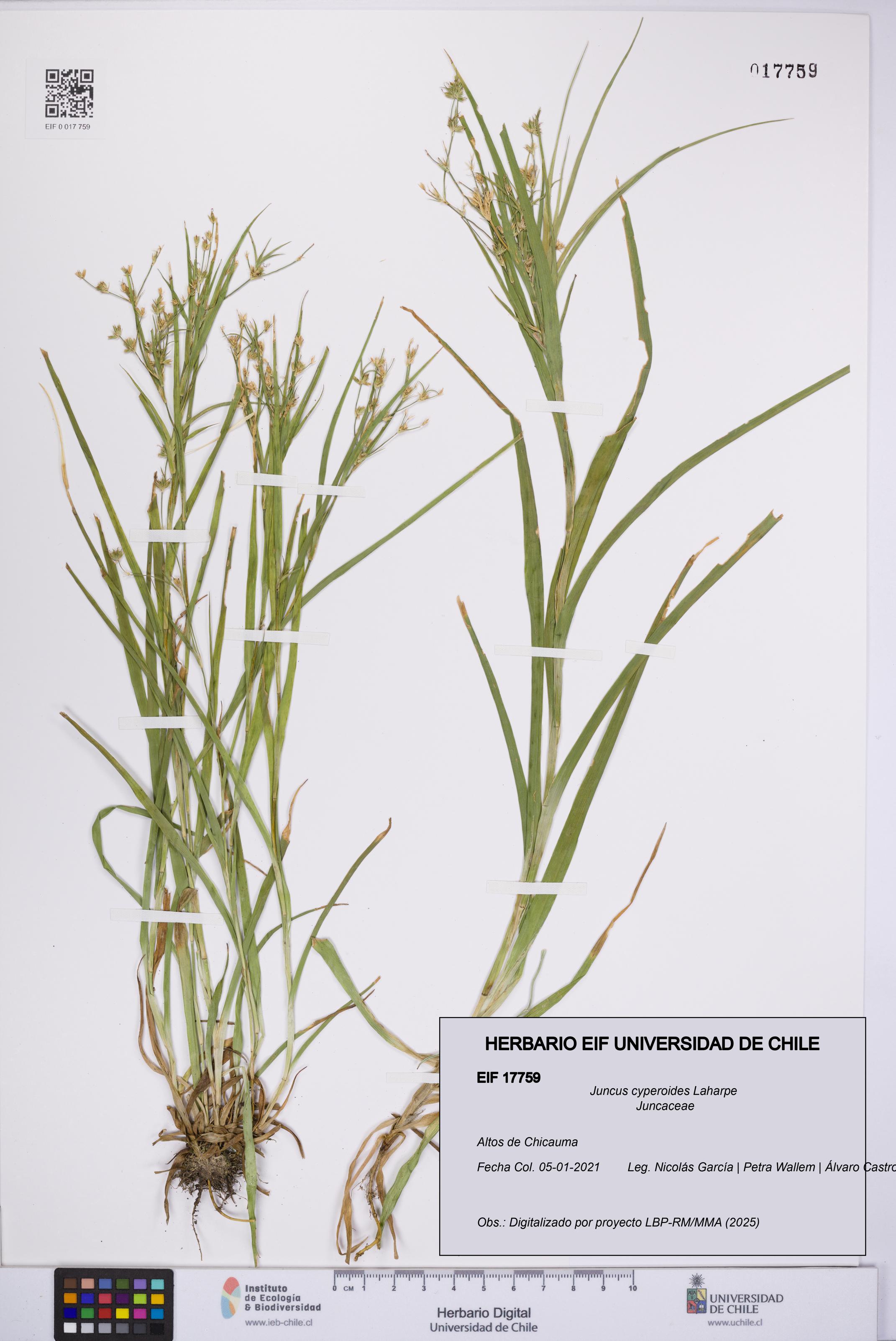 Juncus cyperoides [Espécimen: UCH:EIF:0017759]