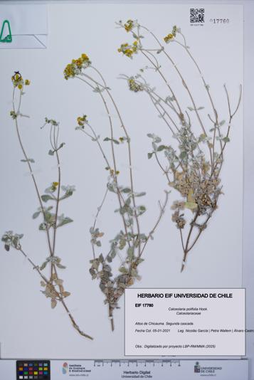 Calceolaria polifolia [Espécimen: UCH:EIF:0017760]