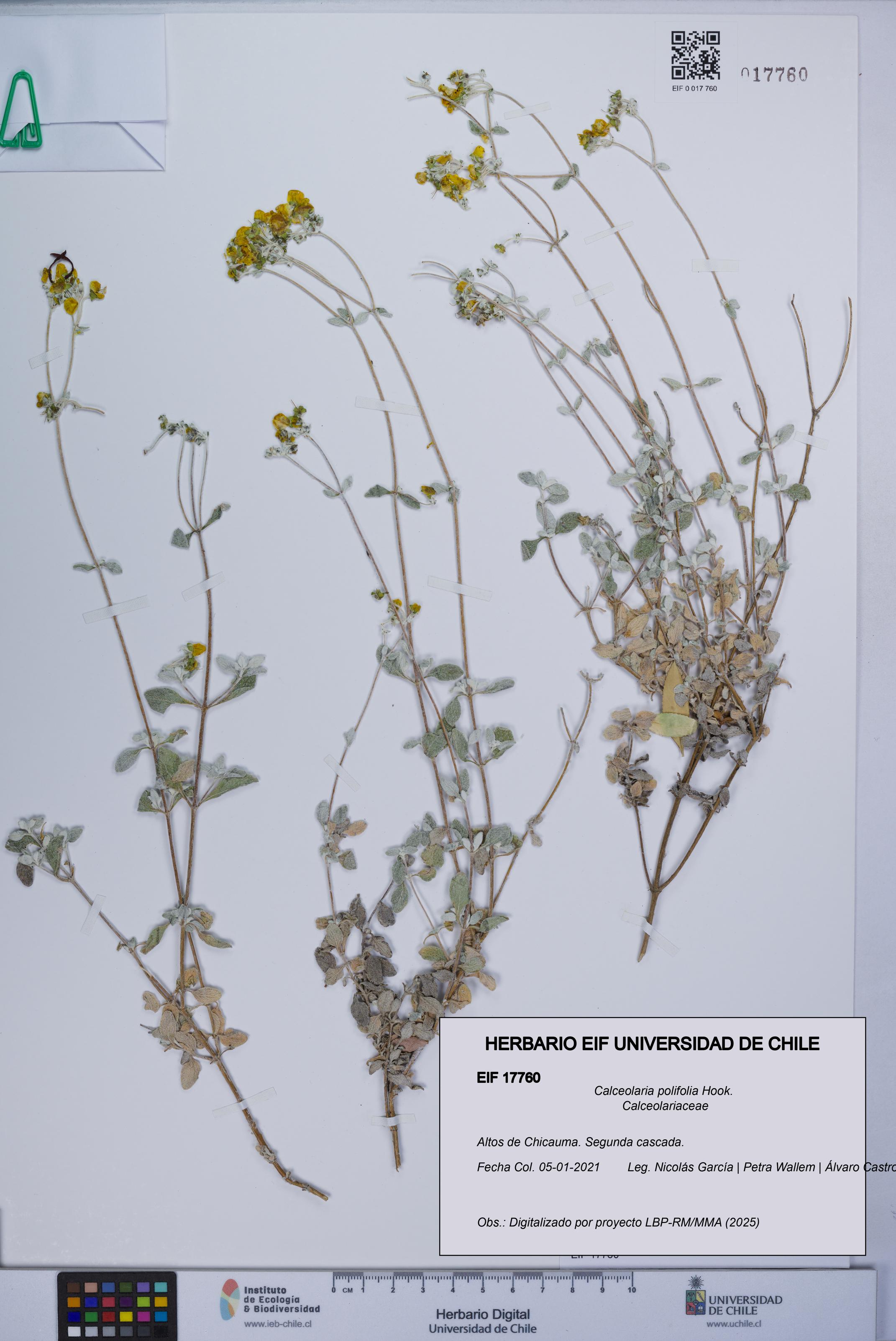 Calceolaria polifolia [Espécimen: UCH:EIF:0017760]