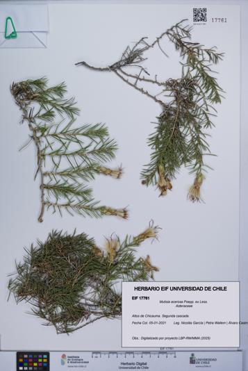 Mutisia acerosa [Espécimen: UCH:EIF:0017761]