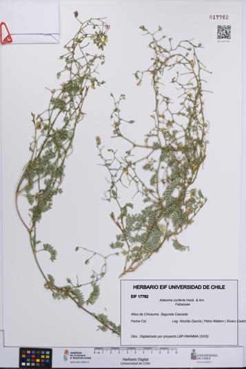 Adesmia conferta [Espécimen: UCH:EIF:0017762]