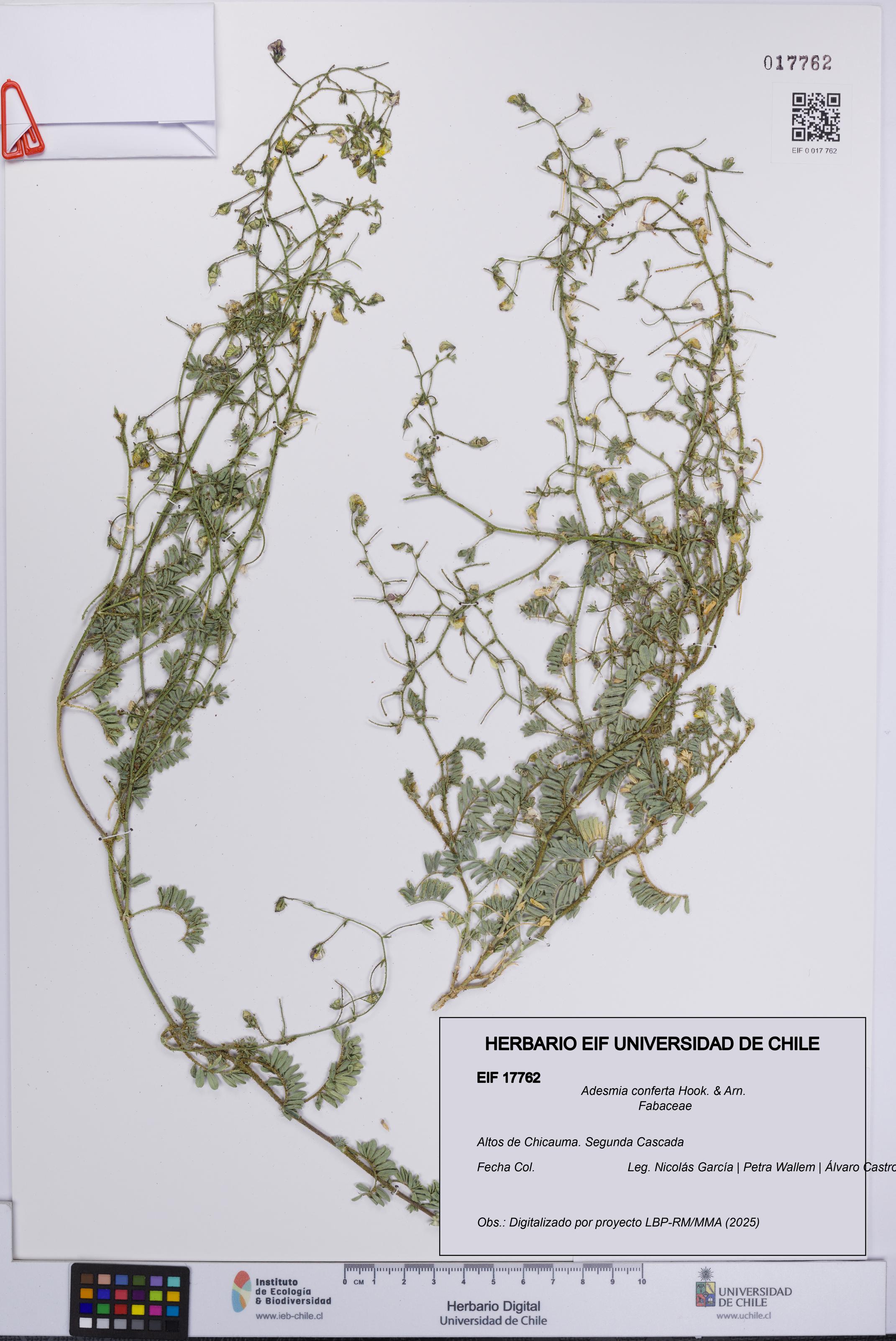 Adesmia conferta [Espécimen: UCH:EIF:0017762]