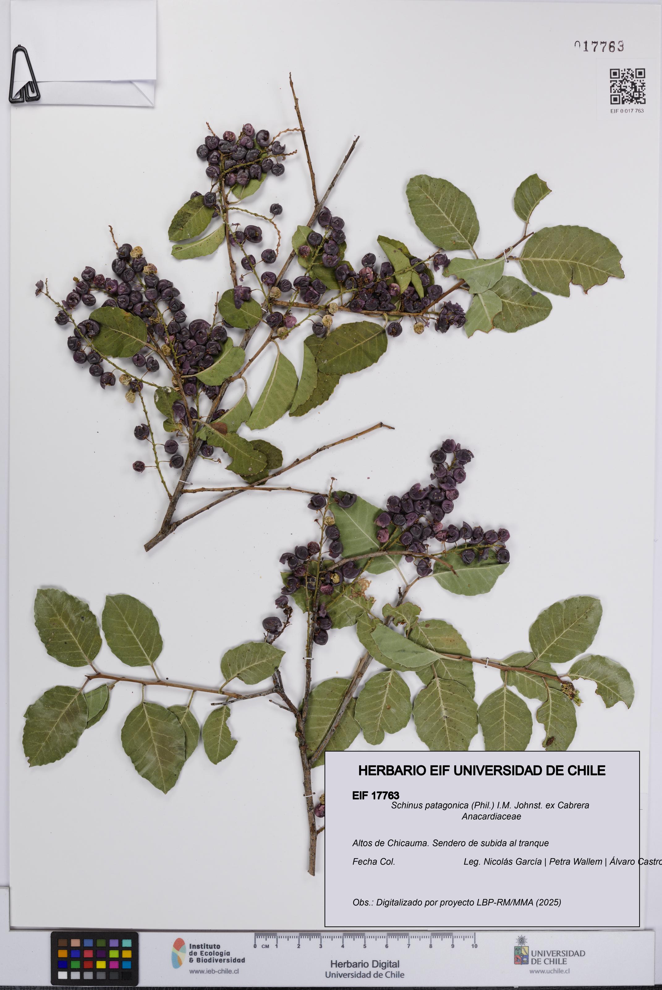 Schinus patagonica [Espécimen: UCH:EIF:0017763]