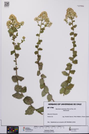 Baccharis racemosa [Espécimen: UCH:EIF:0017764]