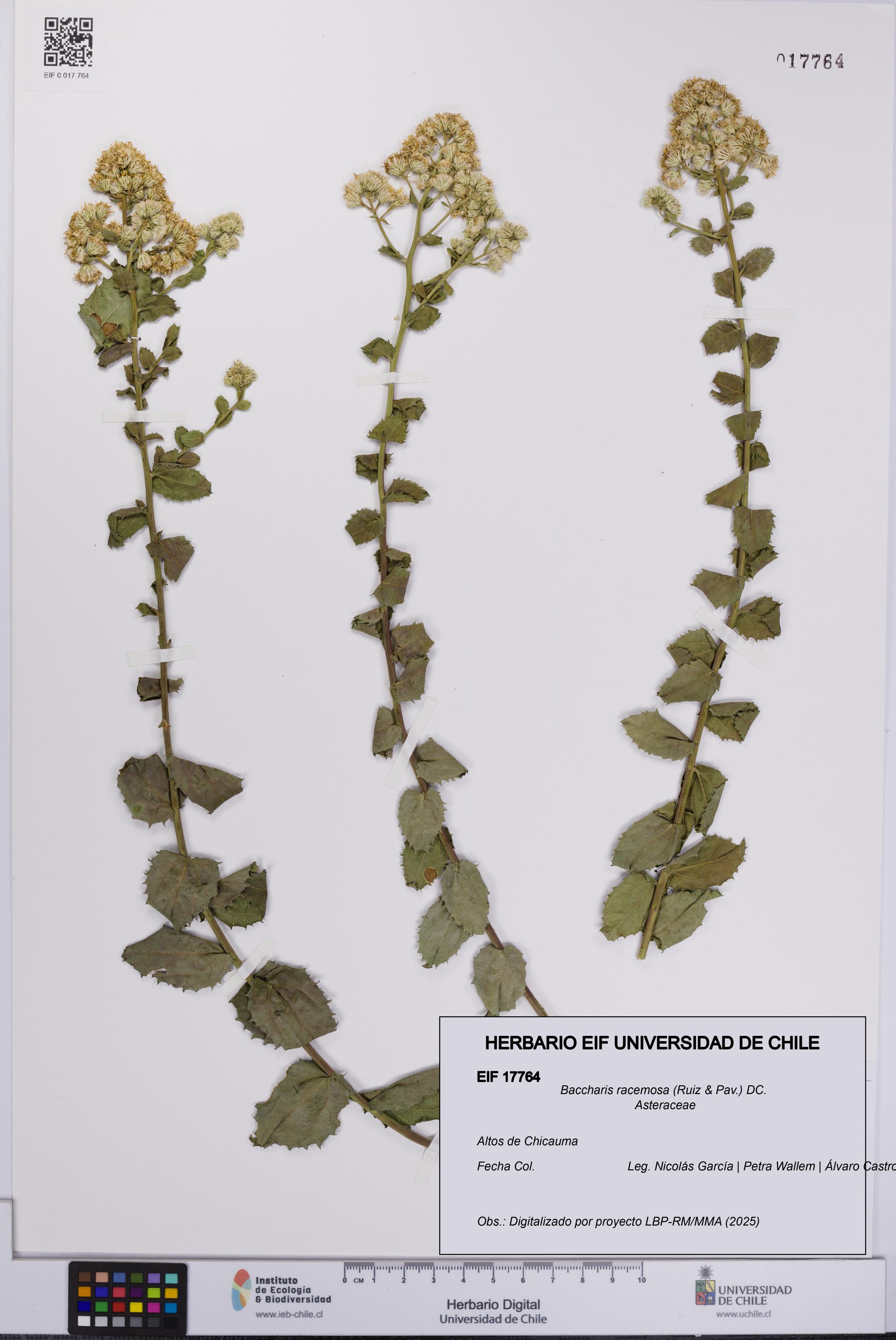 Baccharis racemosa [Espécimen: UCH:EIF:0017764]