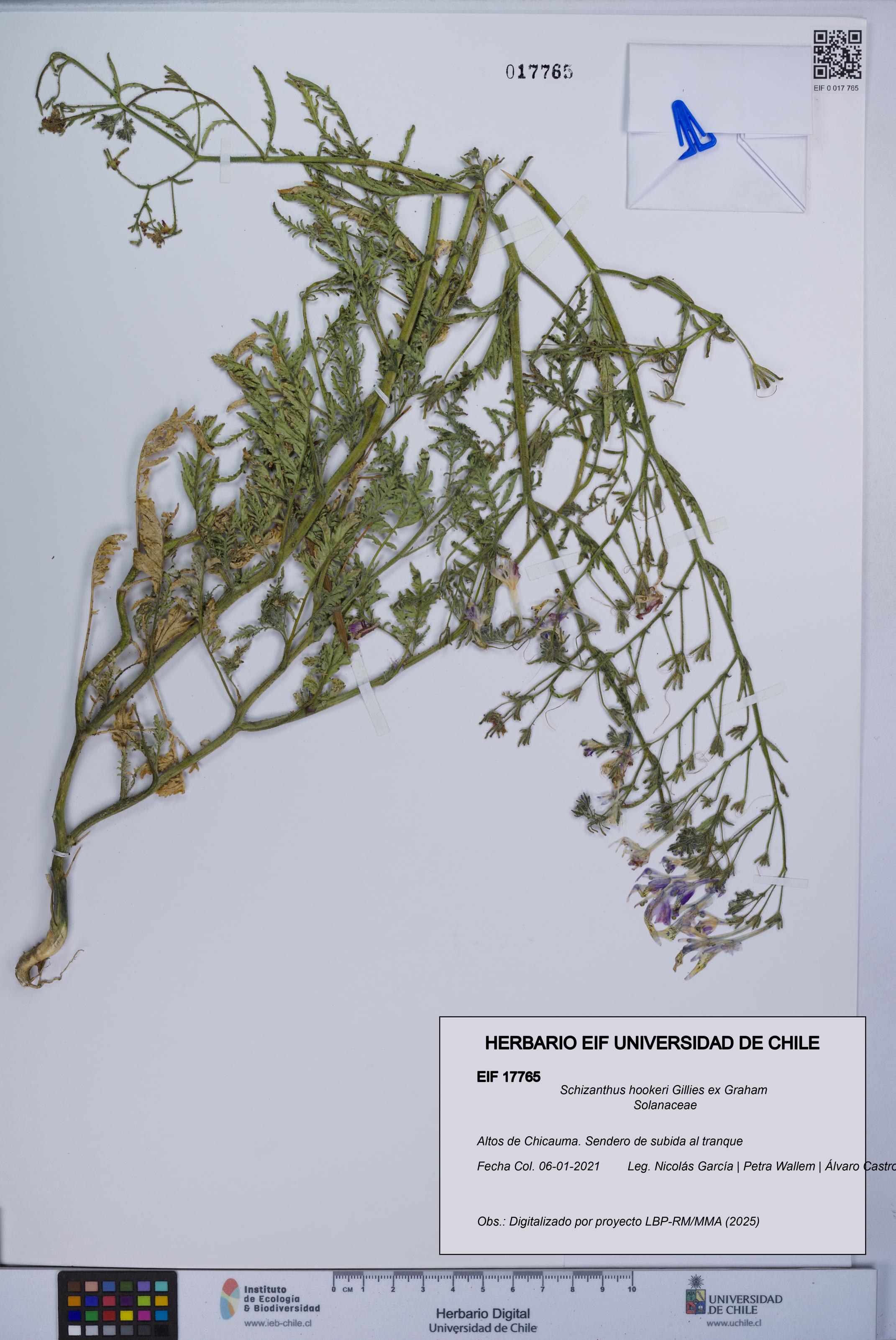 Schizanthus hookeri [Espécimen: UCH:EIF:0017765]