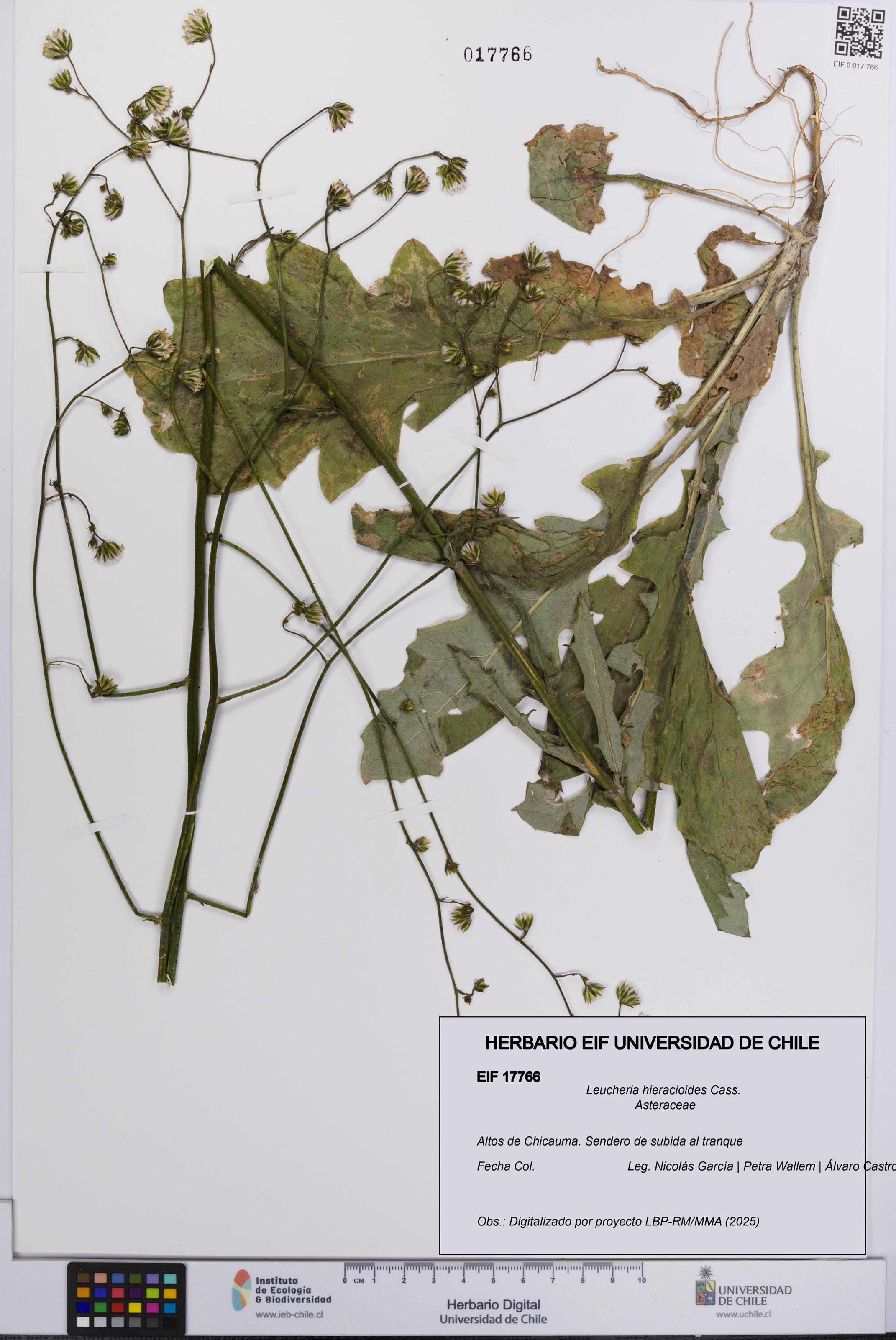 Leucheria hieracioides [Espécimen: UCH:EIF:0017766]