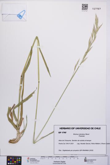 Bromus coloratus [Espécimen: UCH:EIF:0017767]