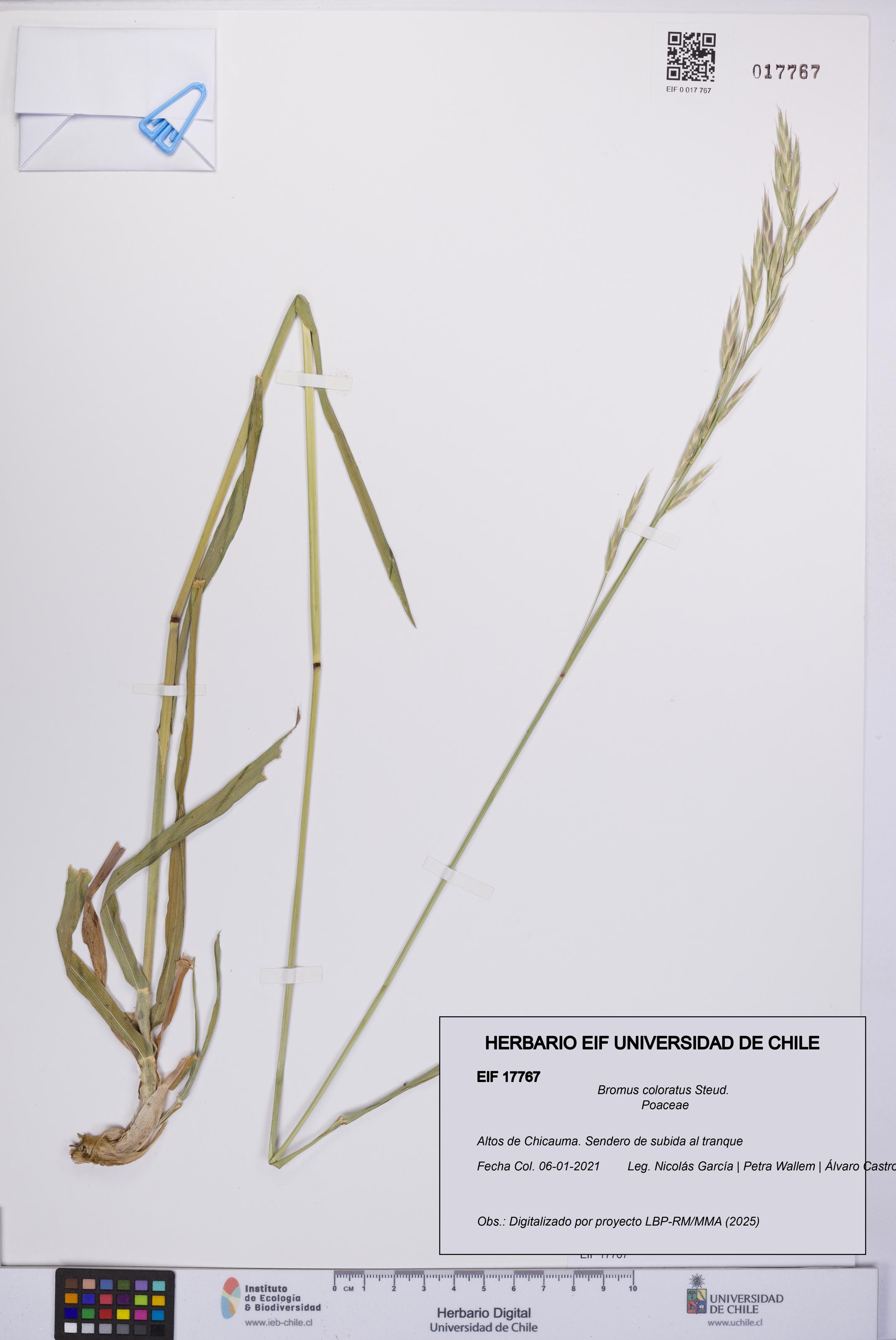 Bromus coloratus [Espécimen: UCH:EIF:0017767]