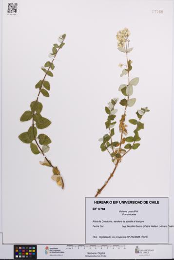Viviania ovata [Espécimen: UCH:EIF:0017768]