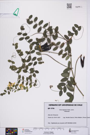 Vicia nigricans [Espécimen: UCH:EIF:0017770]