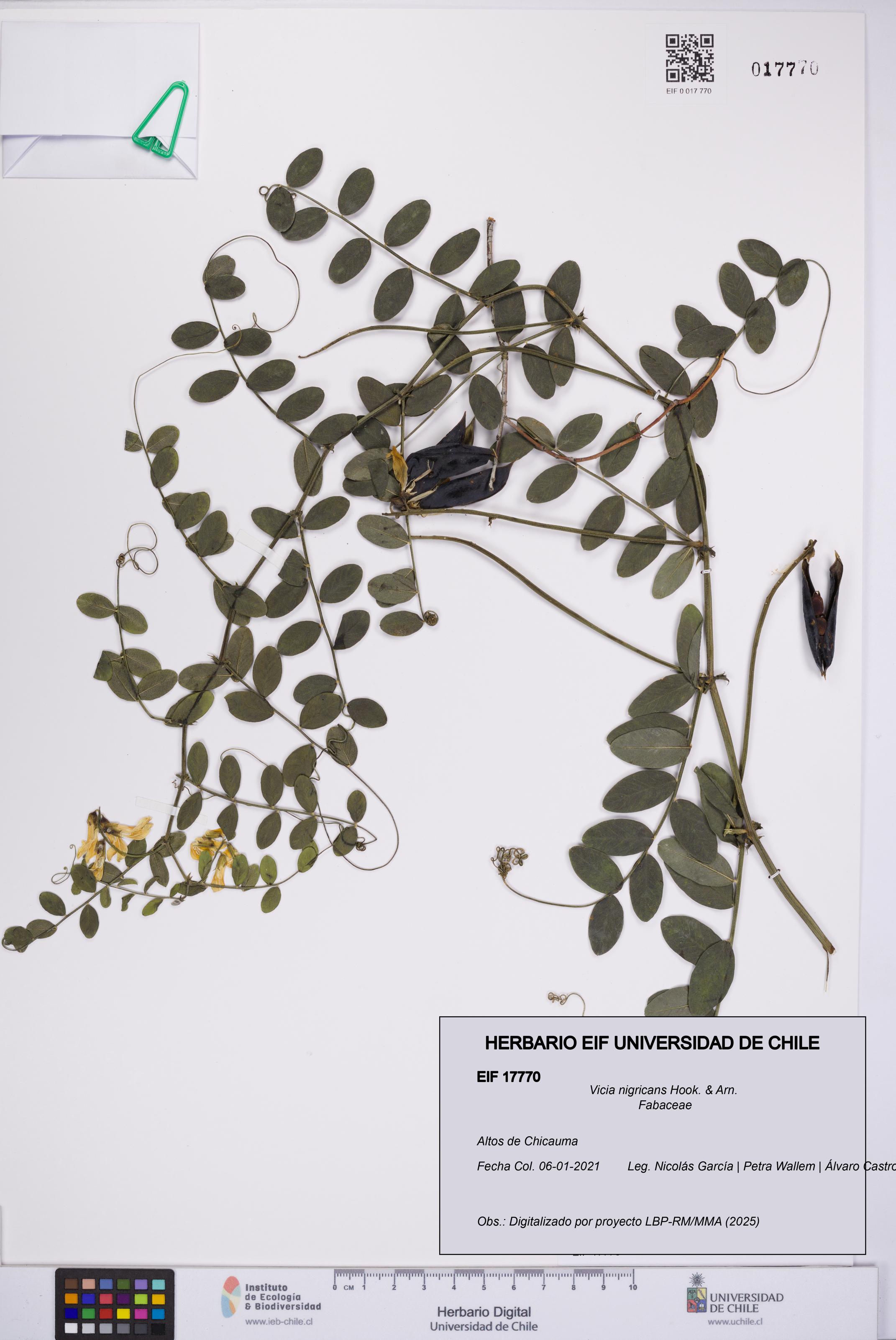 Vicia nigricans [Espécimen: UCH:EIF:0017770]