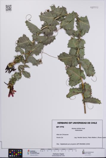 Mutisia ilicifolia [Espécimen: UCH:EIF:0017772]