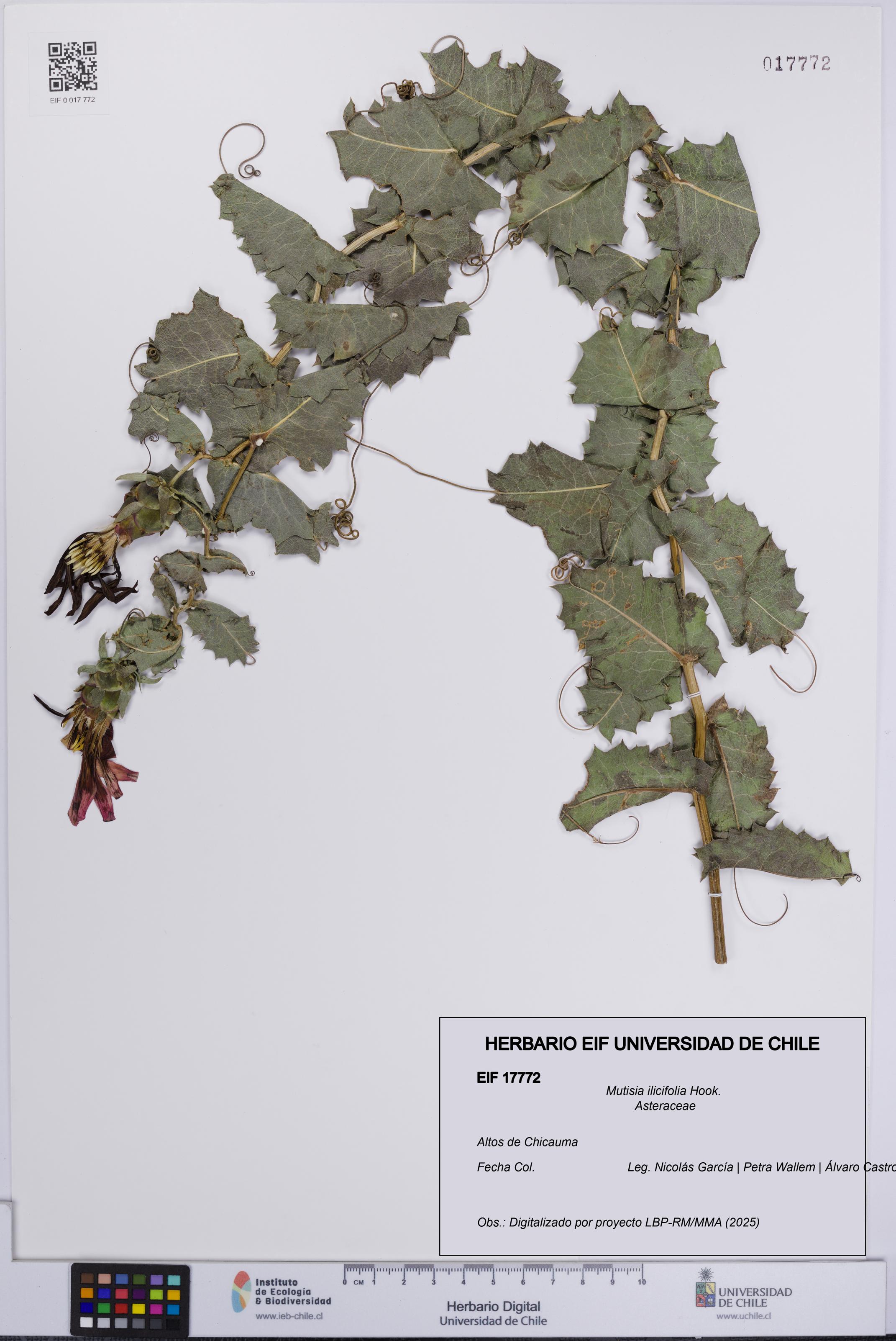 Mutisia ilicifolia [Espécimen: UCH:EIF:0017772]