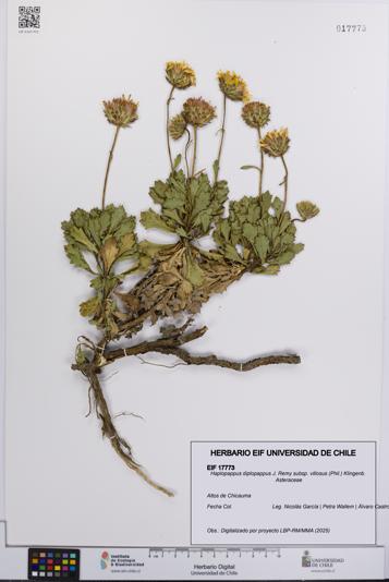 Haplopappus diplopappus [Espécimen: UCH:EIF:0017773]
