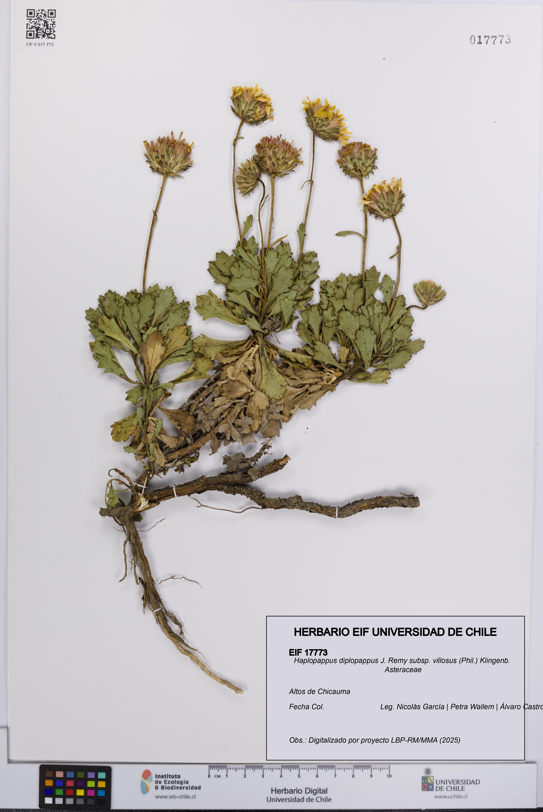 Haplopappus diplopappus [Espécimen: UCH:EIF:0017773]