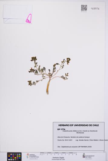 Cistanthe picta [Espécimen: UCH:EIF:0017774]