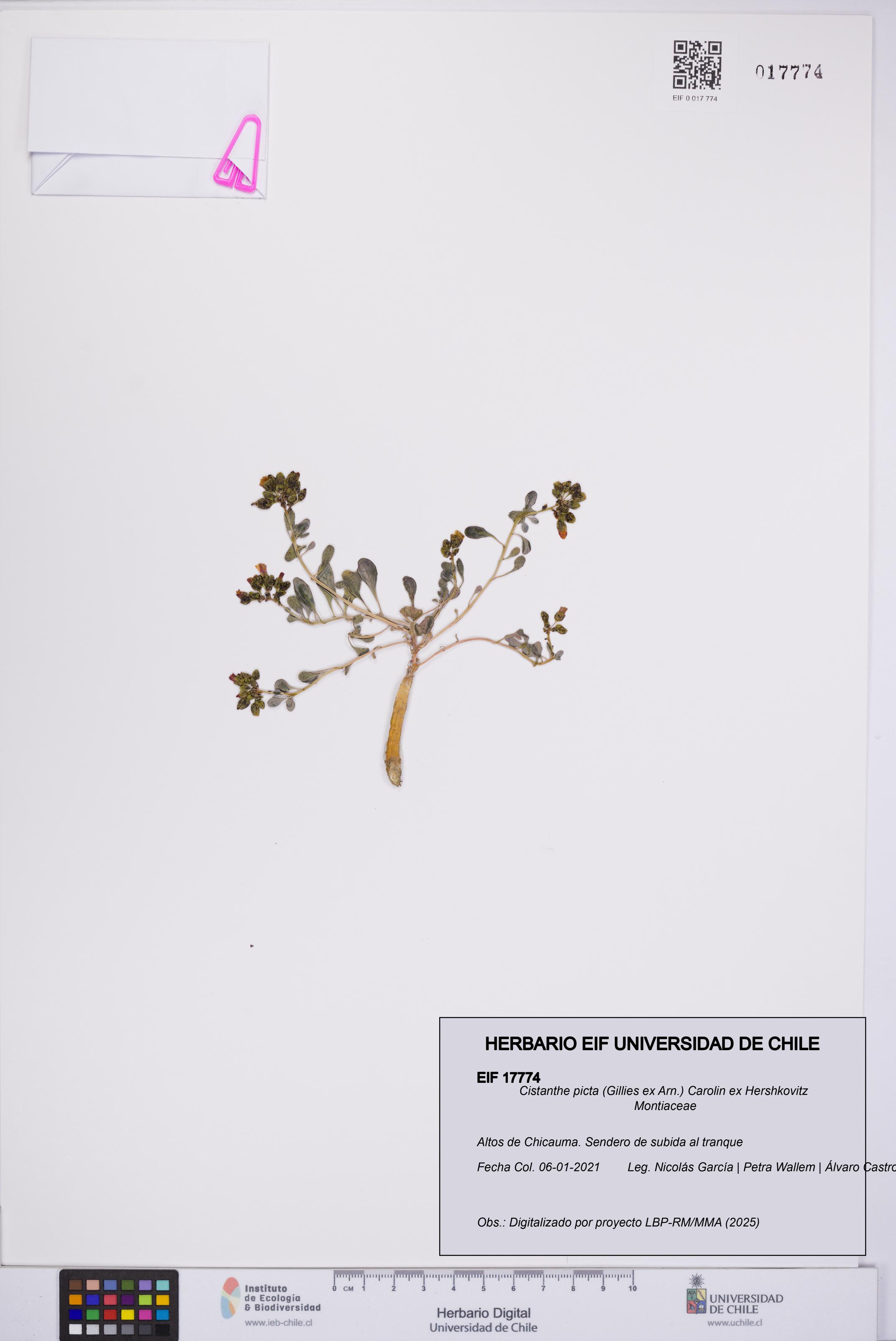 Cistanthe picta [Espécimen: UCH:EIF:0017774]