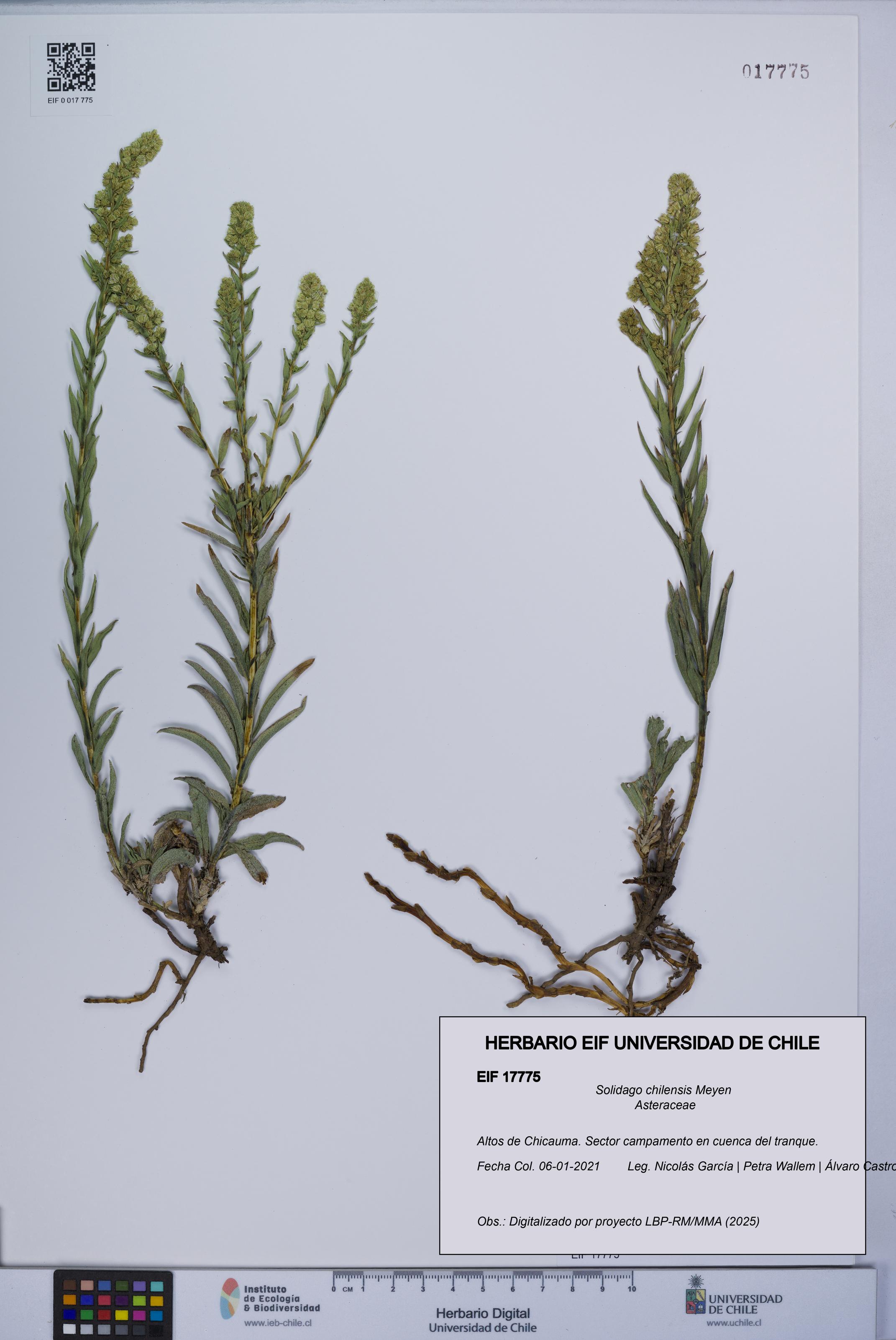Solidago chilensis [Espécimen: UCH:EIF:0017775]