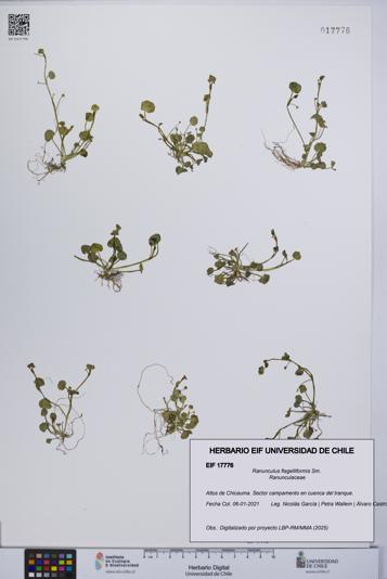 Ranunculus flagelliformis [Espécimen: UCH:EIF:0017776]