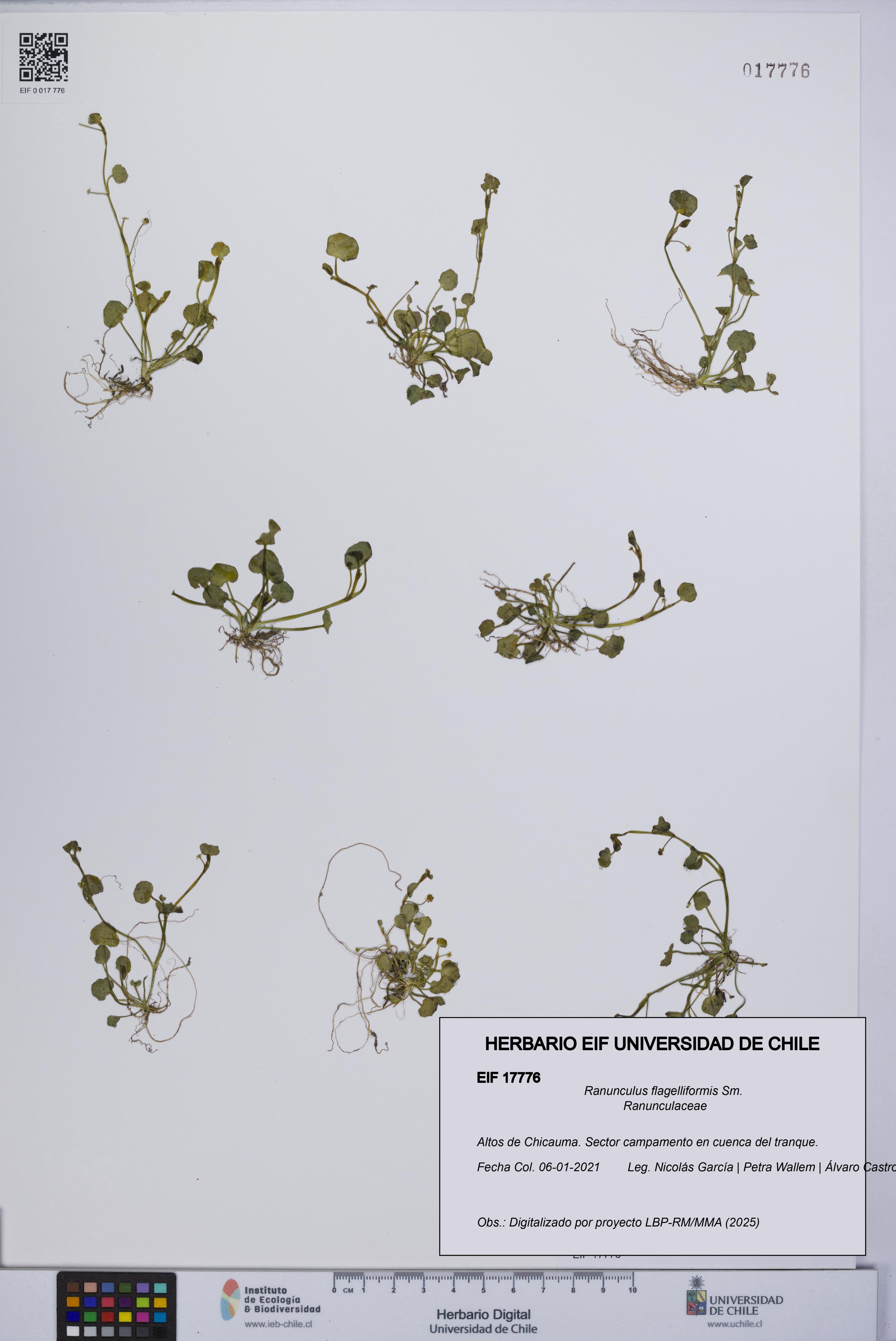 Ranunculus flagelliformis [Espécimen: UCH:EIF:0017776]